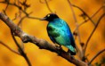 /album/fotogalerie/a180-nature-wallpapers-must-have-55-jpg/